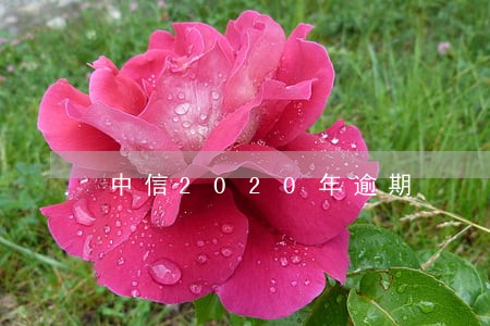 中信2020年逾期 中信2020年逾期