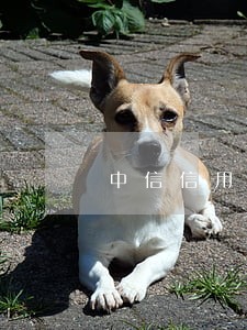 中信信用卡22号还款会不会逾期