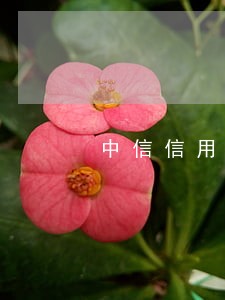 中信信用卡5万逾期半年 中信信用卡5万逾期半年