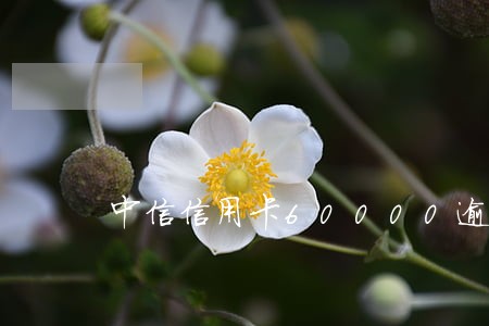 中信信用卡60000逾期 中信信用卡60000逾期