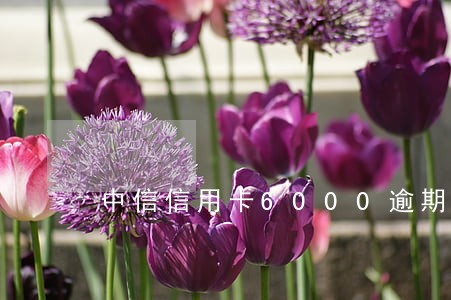 中信信用卡6000逾期一年 中信信用卡6000逾期一年