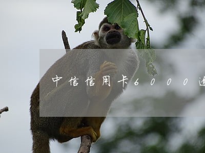 中信信用卡6000逾期半年 中信信用卡6000逾期半年