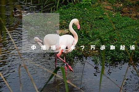 中信信用卡7万逾期起诉多久 中信信用卡7万逾期起诉多久