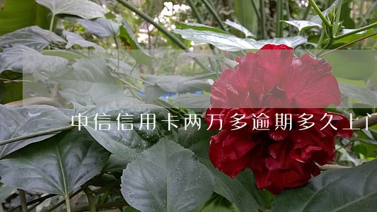 中信信用卡两万多逾期多久上门
