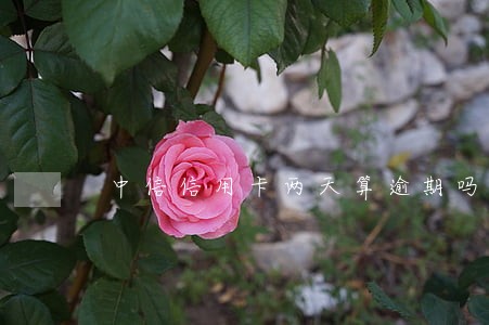 中信信用卡两天算逾期吗