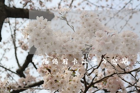 中信信用卡二十万逾期 中信信用卡二十万逾期