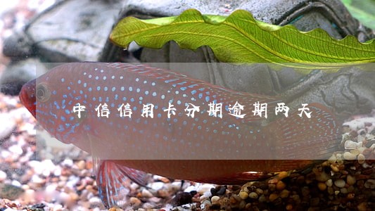 中信信用卡分期逾期两天 中信信用卡分期逾期两天