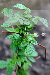 中信信用卡分期逾期利息多少 中信信用卡分期逾期利息多少