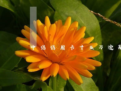 中信信用卡十五万逾期