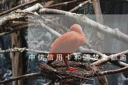 中信信用卡和圆梦金都逾期了 中信信用卡和圆梦金都逾期了