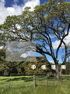 中信信用卡和现金分期卡逾期 中信信用卡和现金分期卡逾期