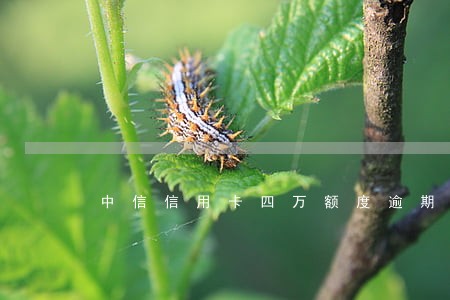 中信信用卡四万额度逾期三年了