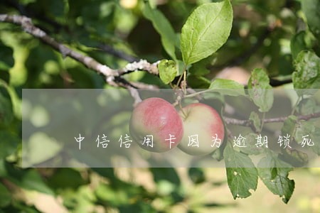 中信信用卡因为逾期锁死怎么解锁