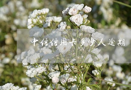 中信信用卡多少人逾期 中信信用卡多少人逾期