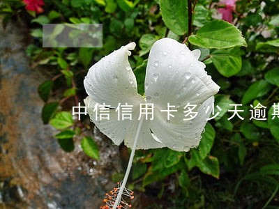中信信用卡多少天逾期
