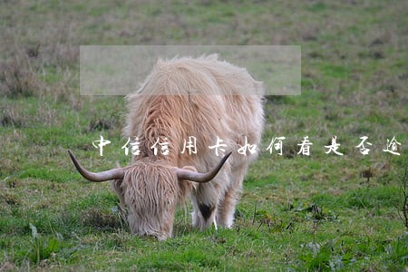 中信信用卡如何看是否逾期