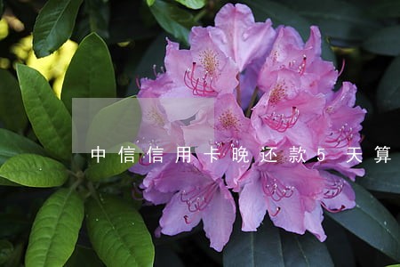 中信信用卡晚还款5天算逾期6 中信信用卡晚还款5天算逾期6