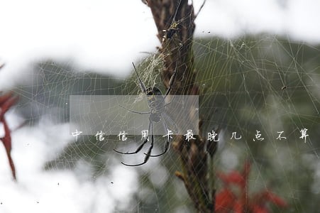中信信用卡最晚几点不算逾期 中信信用卡最晚几点不算逾期