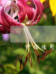 中信信用卡有逾期能曲线吗 中信信用卡有逾期能曲线吗