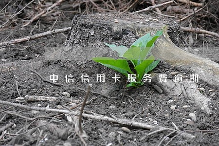 中信信用卡服务费逾期 中信信用卡服务费逾期