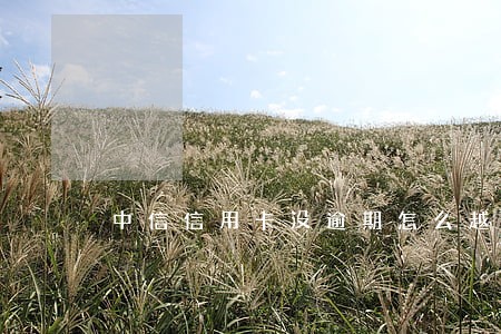 中信信用卡没逾期怎么越还越多 中信信用卡没逾期怎么越还越多