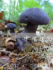 中信信用卡的现金分期逾期 中信信用卡的现金分期逾期