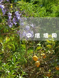 中信信用卡逾期15天上海 中信信用卡逾期15天上海