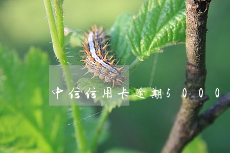 中信信用卡逾期5000拘留 中信信用卡逾期5000拘留