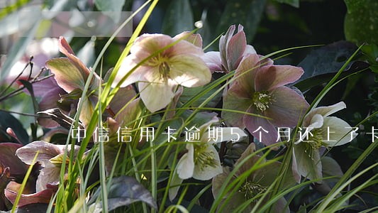 中信信用卡逾期5个月还上了卡 中信信用卡逾期5个月还上了卡