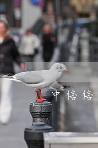 中信信用卡逾期5千上门 中信信用卡逾期5千上门