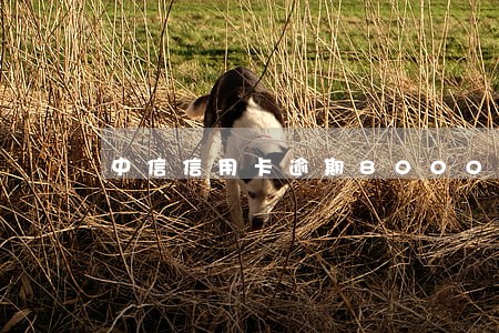 中信信用卡逾期8000三个月 中信信用卡逾期8000三个月