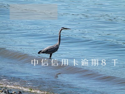中信信用卡逾期8千