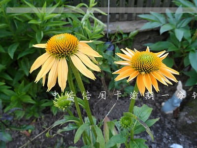 中信信用卡逾期一分钟 中信信用卡逾期一分钟
