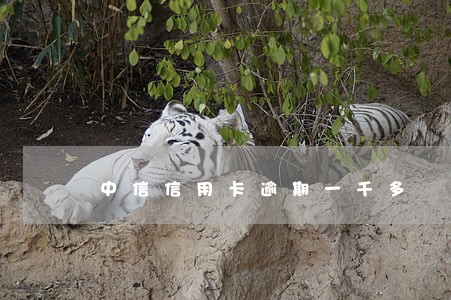 中信信用卡逾期一千多 中信信用卡逾期一千多
