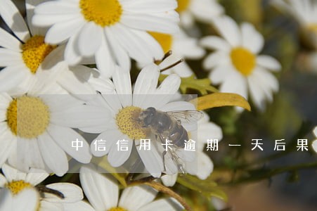 中信信用卡逾期一天后果 中信信用卡逾期一天后果