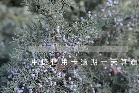 中信信用卡逾期一天算逾期吗 中信信用卡逾期一天算逾期吗