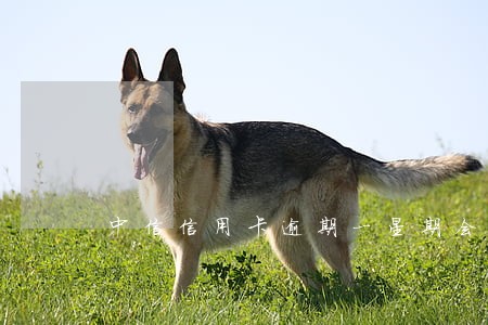 中信信用卡逾期一星期会打电话吗 中信信用卡逾期一星期会打电话吗