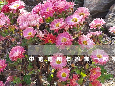 中信信用卡逾期一月不能用了