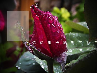 中信信用卡逾期三万三个月 中信信用卡逾期三万三个月