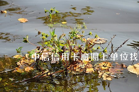 中信信用卡逾期上单位找我 中信信用卡逾期上单位找我