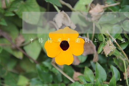中信信用卡逾期上门催收报警