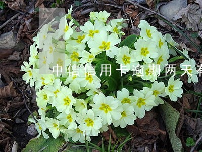中信信用卡逾期两天有什么影响 中信信用卡逾期两天有什么影响