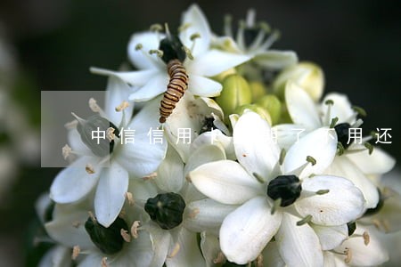 中信信用卡逾期了不用还会怎样 中信信用卡逾期了不用还会怎样