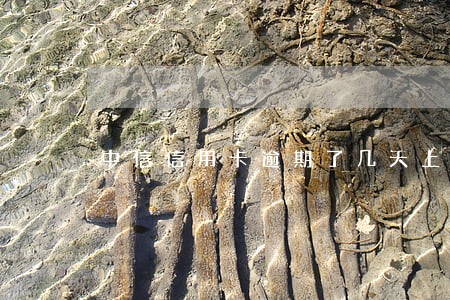 中信信用卡逾期了几天上征信