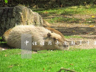 中信信用卡逾期了十四天 中信信用卡逾期了十四天