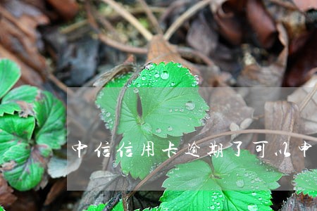 中信信用卡逾期了可以申请分期
