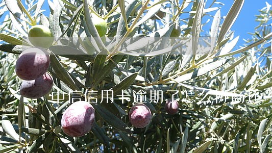 中信信用卡逾期了怎么协商还