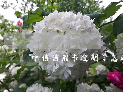 中信信用卡逾期了怎么解冻