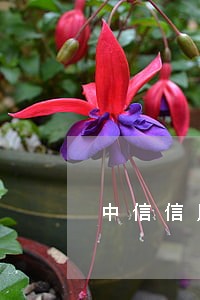 中信信用卡逾期了打电话配偶 中信信用卡逾期了打电话配偶