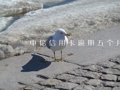 中信信用卡逾期五个月 中信信用卡逾期五个月